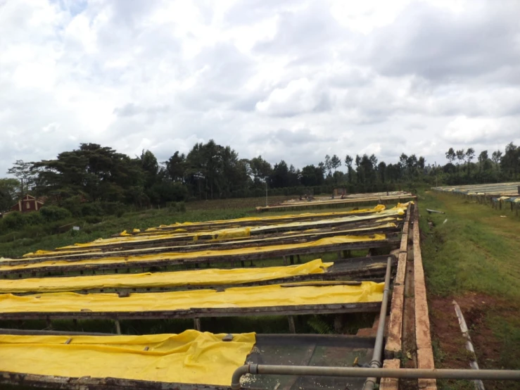 rows of yellow tarps lay in the grass