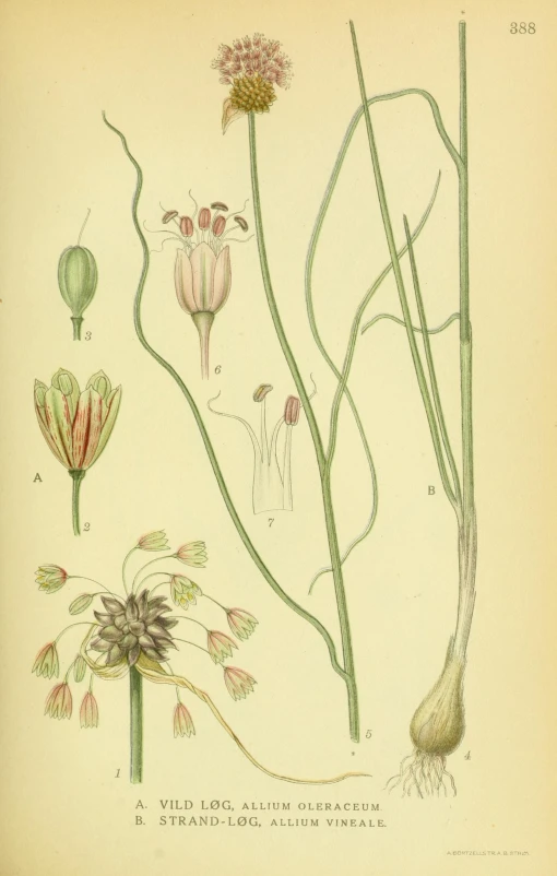 some flowers in different stages on a beige background