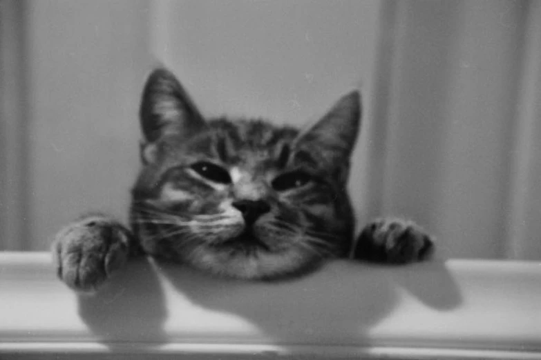 a black and white po of a cat sitting on top of a counter