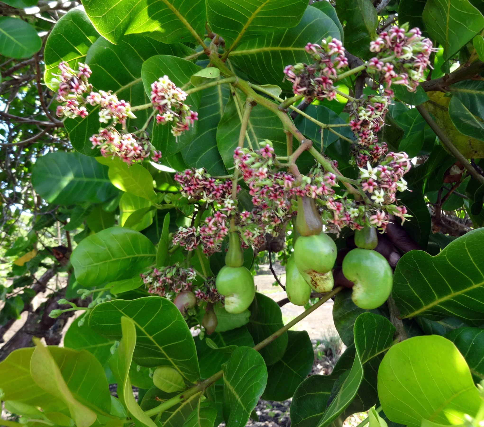 the fruit on the tree is ready to be picked