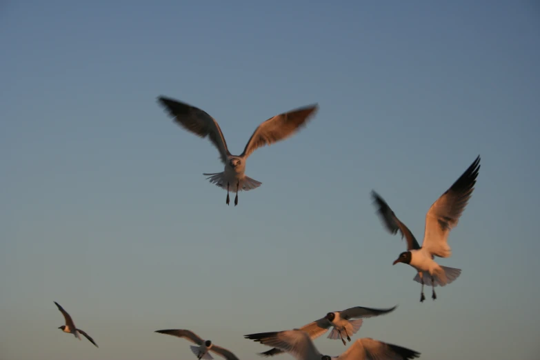 seagulls fly low in formation while the sun sets
