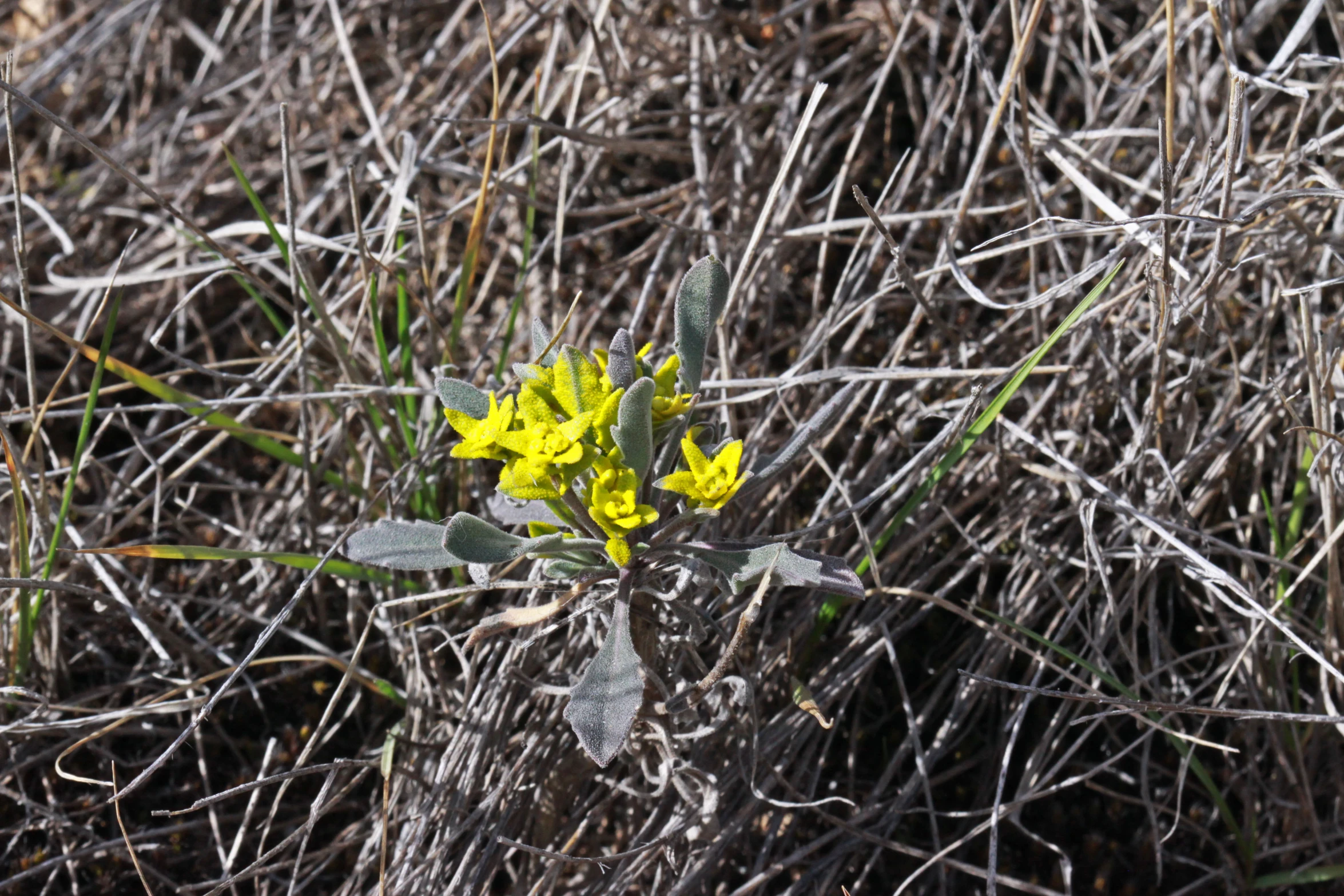 there is yellow flowers growing in the middle of the grass