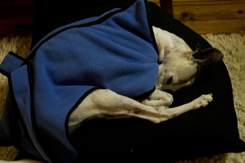 a dog laying down in a blanket on top of a rug