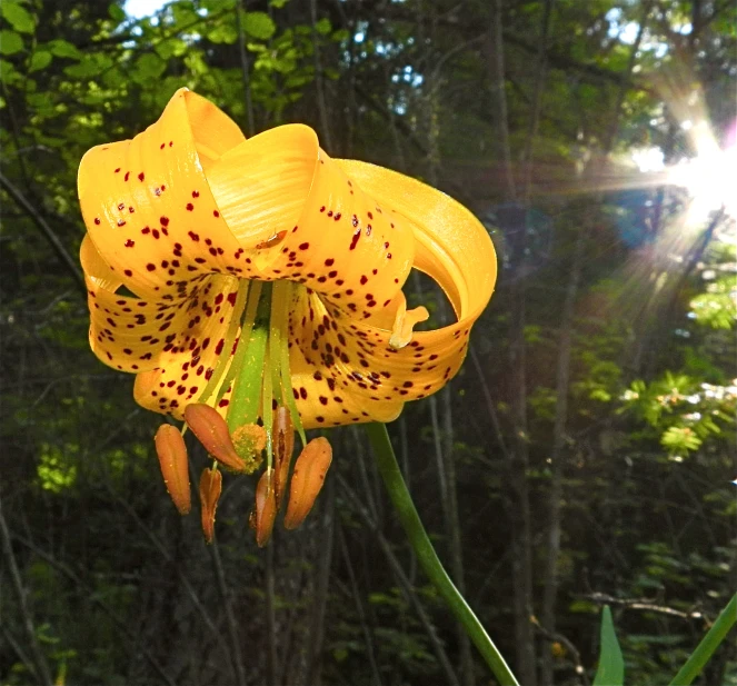 there is a large yellow flower with spots in it