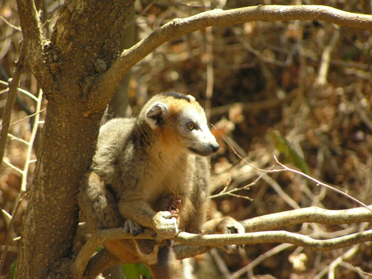 a close up of a small animal in a tree