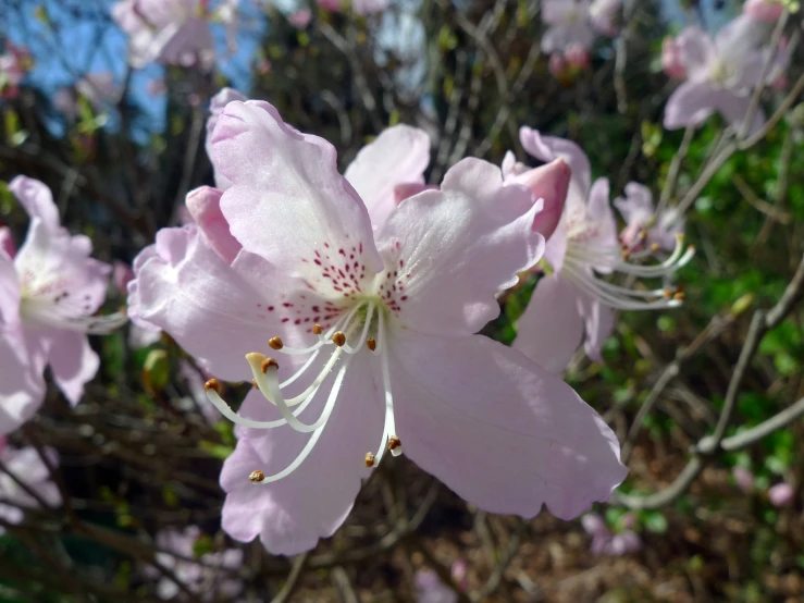 a large flower is in the middle of flowers