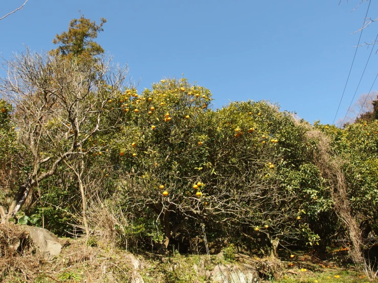 a very nice looking tree with some ripe fruit