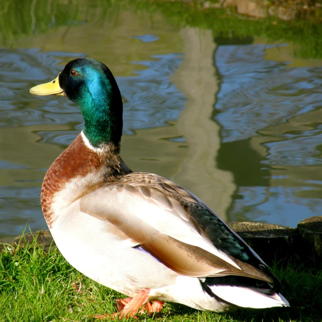 a duck is sitting on the grass in front of some water