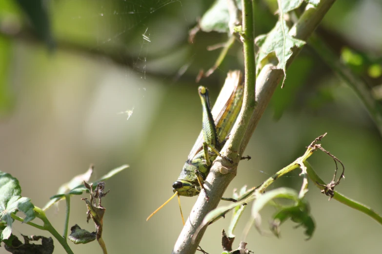 a caterpillar sitting on a nch in a tree