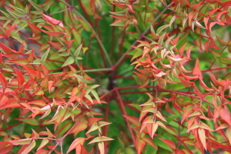 a closeup po of red leaves on a plant