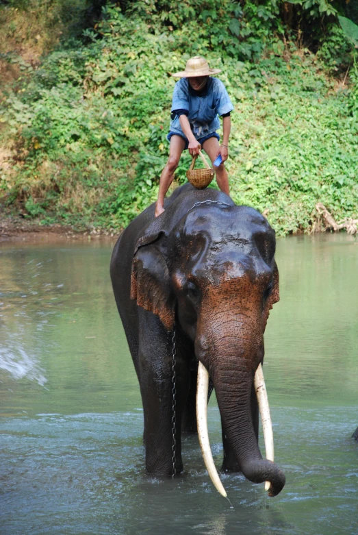 a man rides atop an elephant with his trunk up