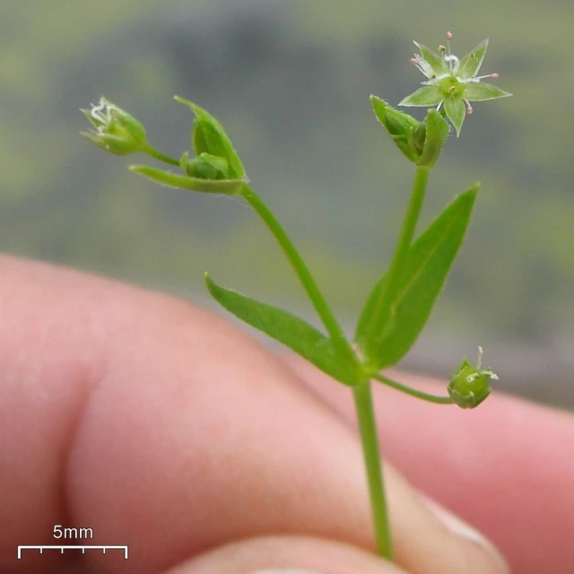 a person is holding a plant with green leaves