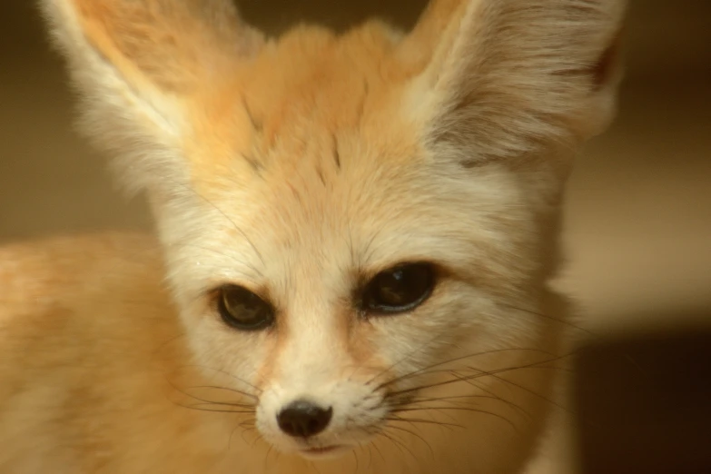 a brown fox looking to its left with an alert look