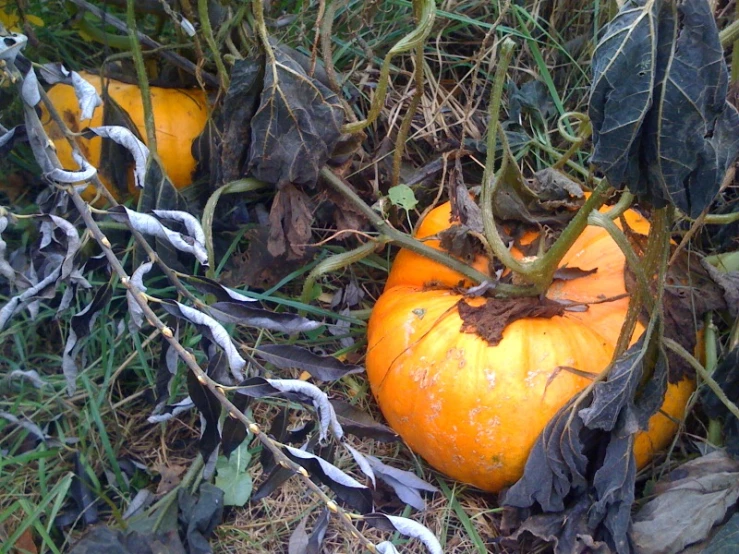 a group of pumpkins growing on a plant in some grass