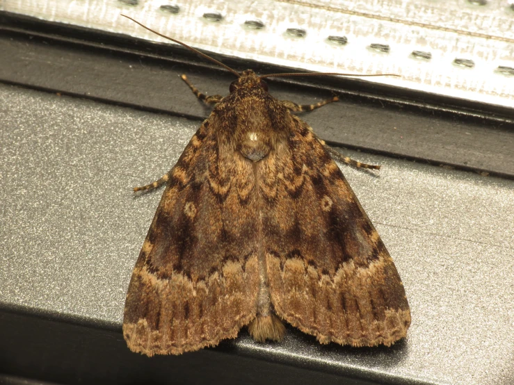 moth on a window sill at night with small eyes