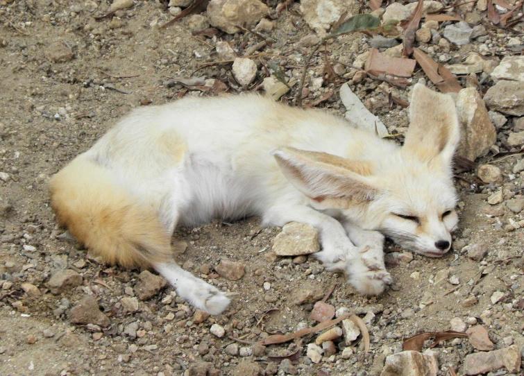 a sleeping small dog laying down on some gravel