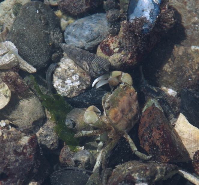 a close up of an underwater scene with rocks and seaweed