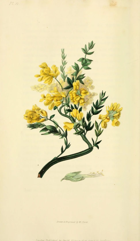 a yellow bush of flowers, with leaves and buds