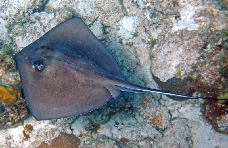 a sea animal with black and white markings on it's body