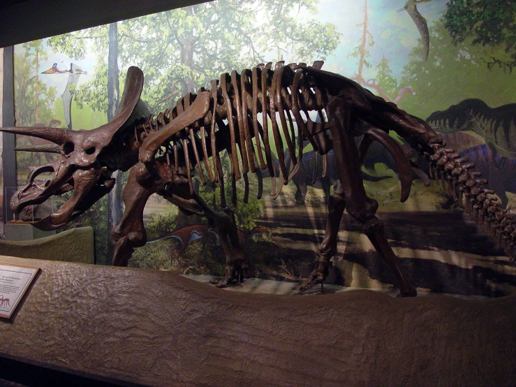 the t - bones of a bear, bison, and ze in the exhibit