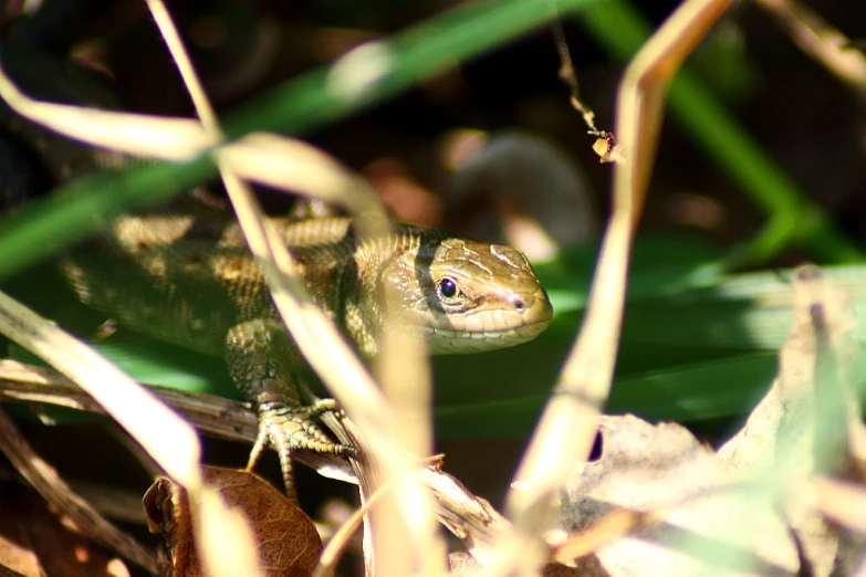 a small lizard sitting on top of a grass covered field