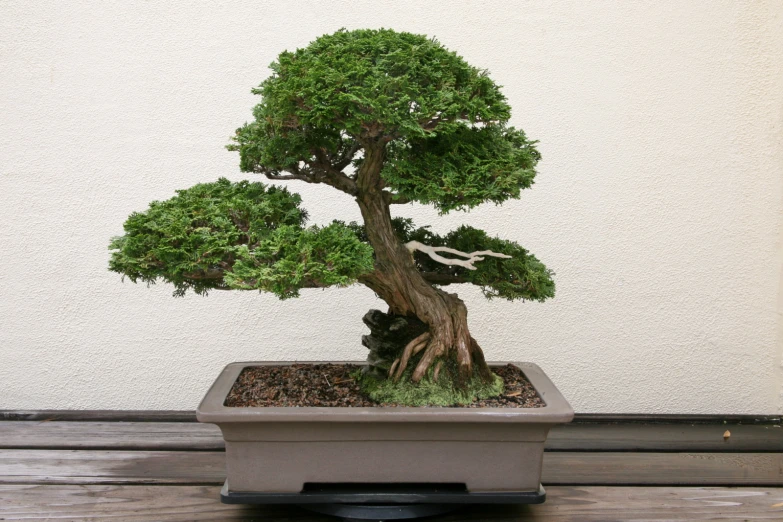 a small bonsai tree in the corner of a window