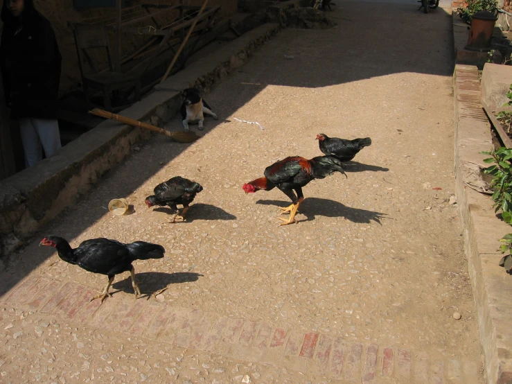 a group of chickens walking on top of dirt