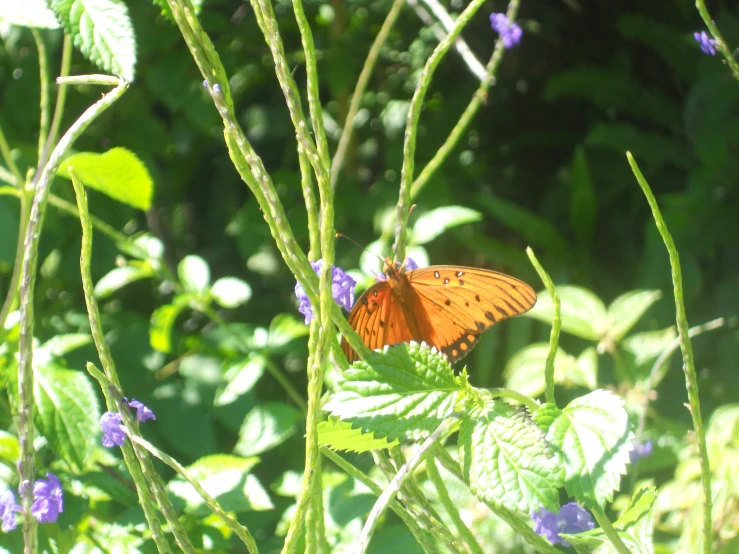 the bright orange erfly is perched on the green leaves