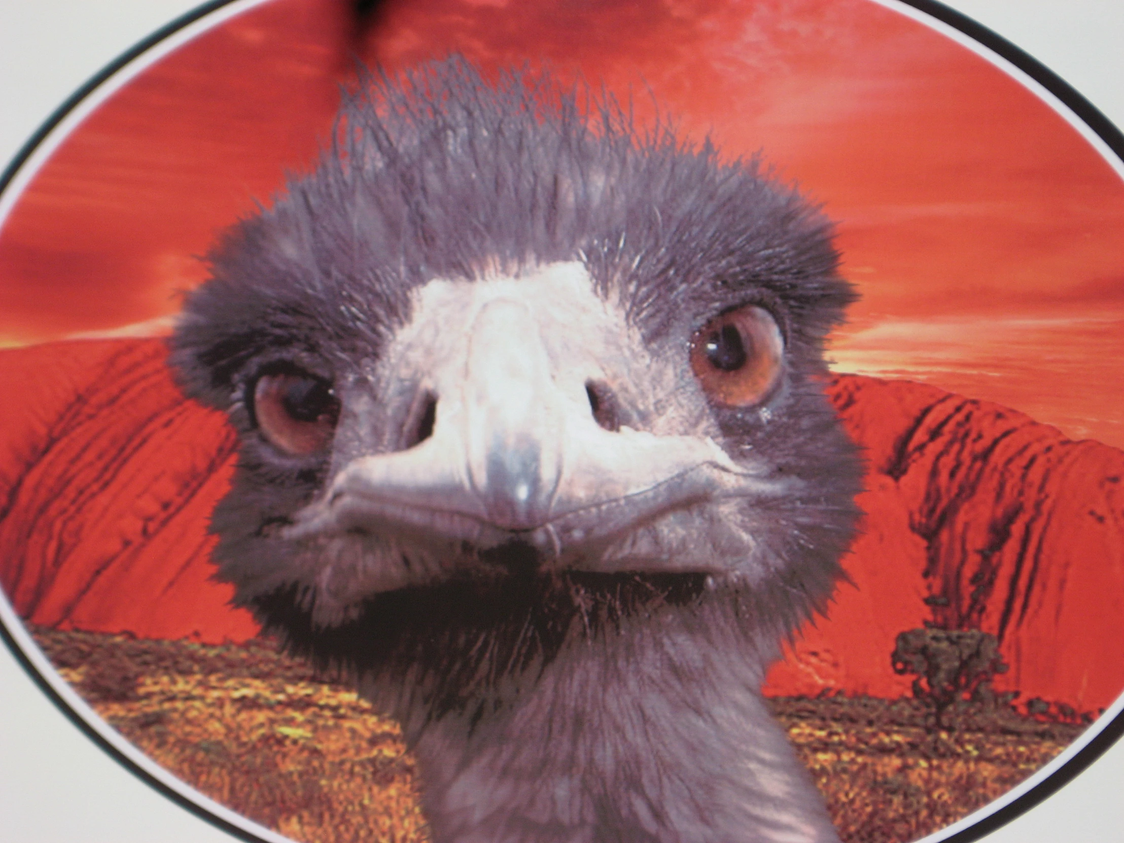 an emu is staring at the camera