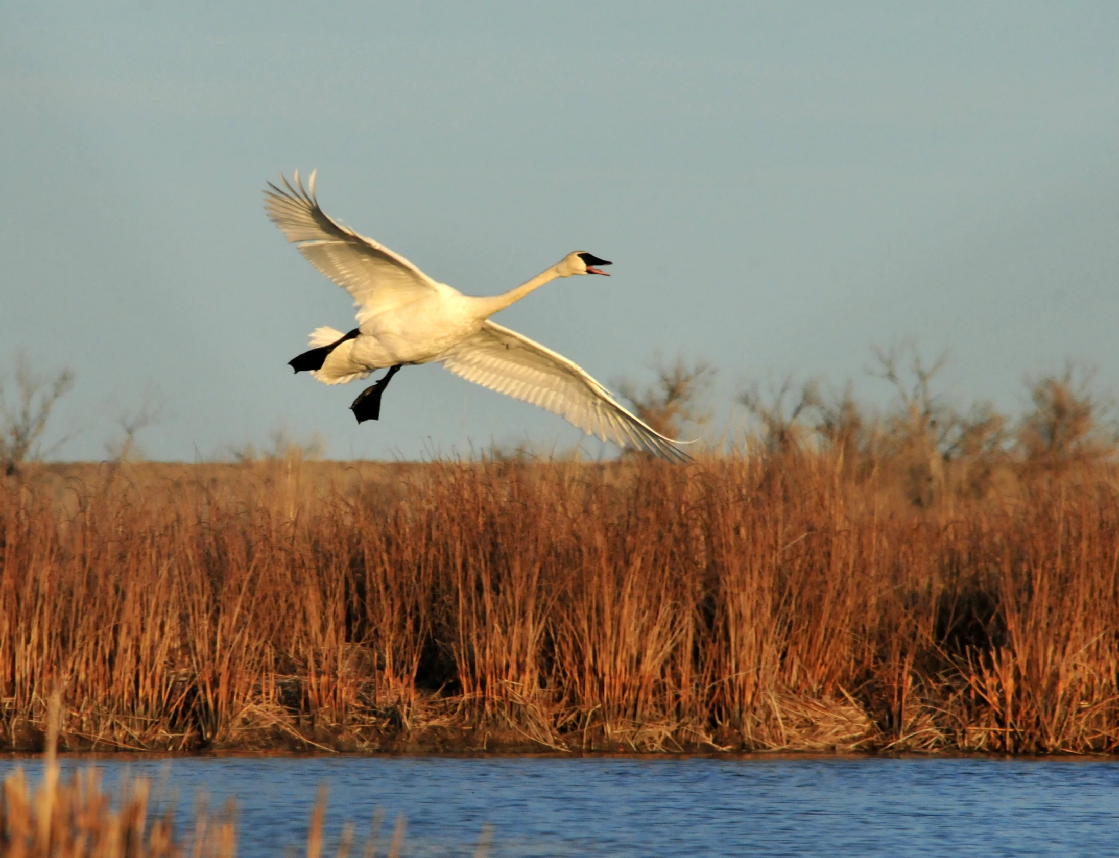 the swan is flying over a swampy pond