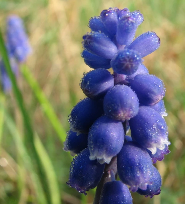 blue flowers with some dew on them in a field