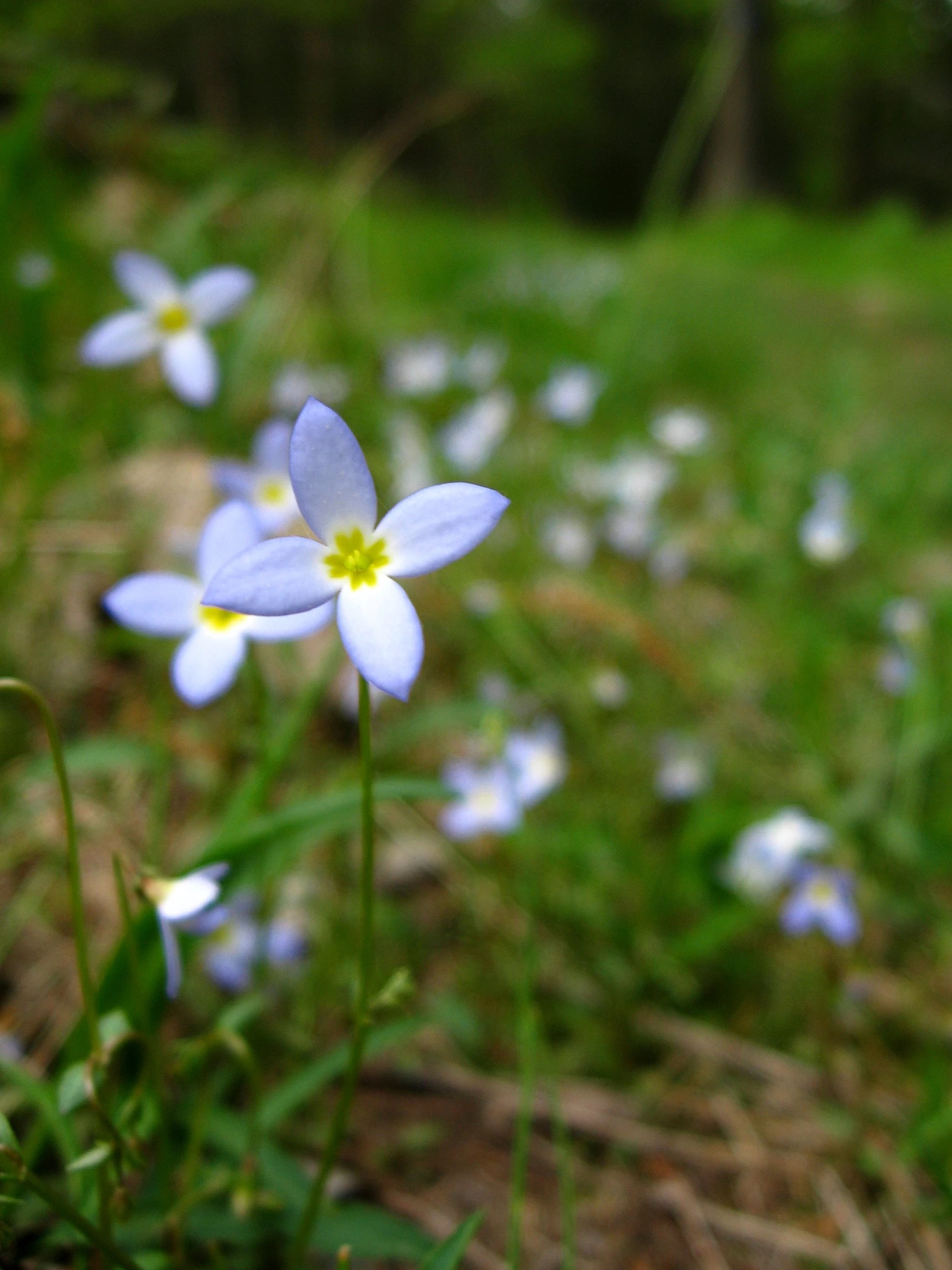 several blue and white flowers growing in the grass