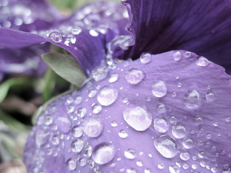 a close - up of dew covered purple flowers