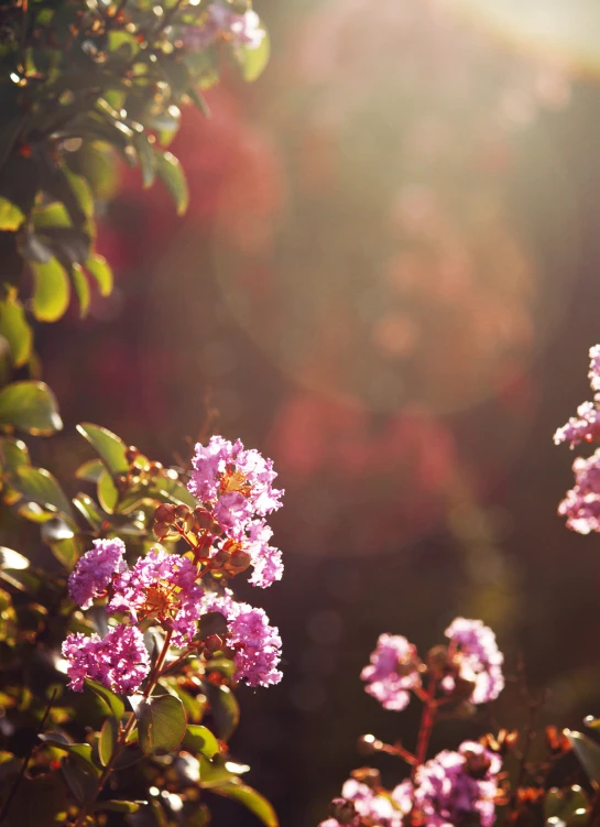 flowers with sunlight shining in the background