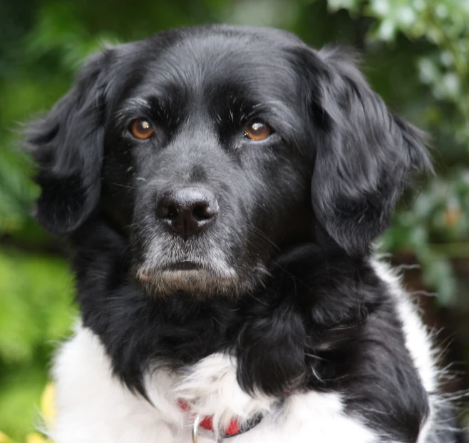 a close up of a dog staring at the camera