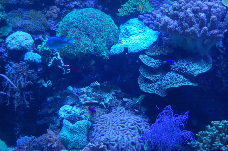 this is an underwater scene of colorful corals and tropical fish