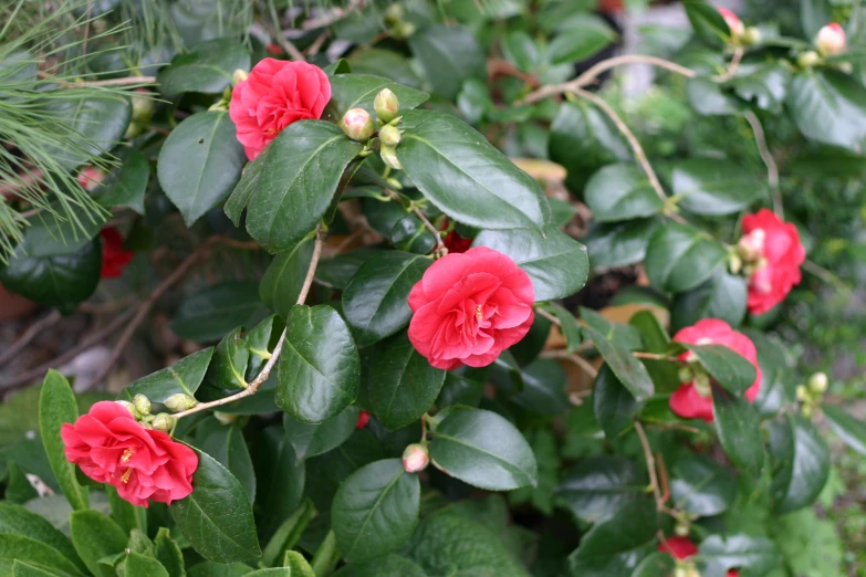 a bush with red flowers and green leaves