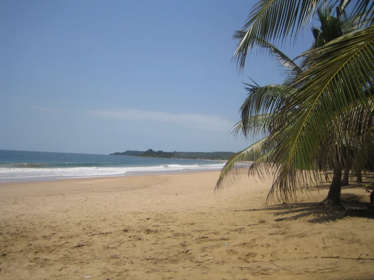 some tropical trees that are by the beach