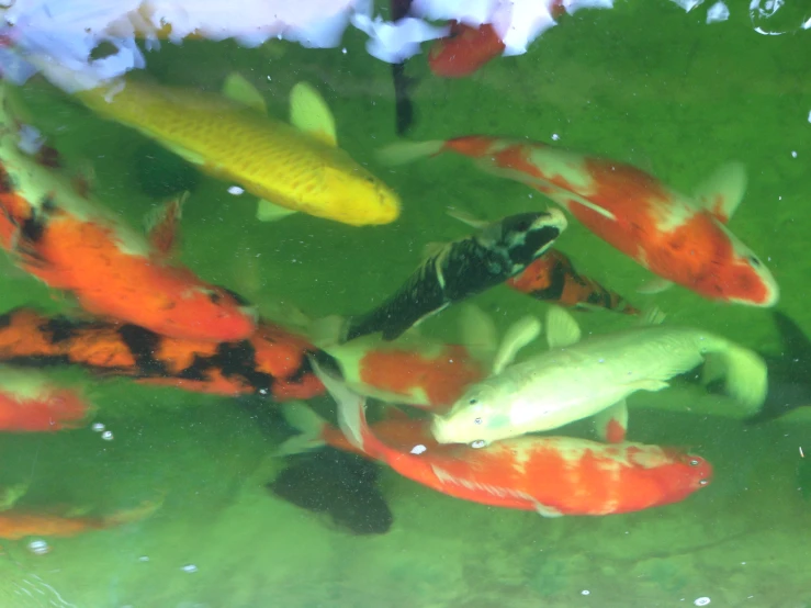 several small and large fish swimming in the water
