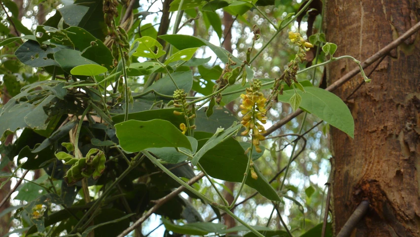 green leaves in the jungle setting with a tree