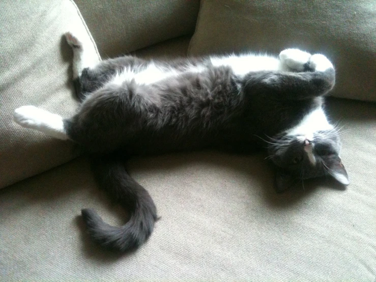 a cat is lying on its back on a couch