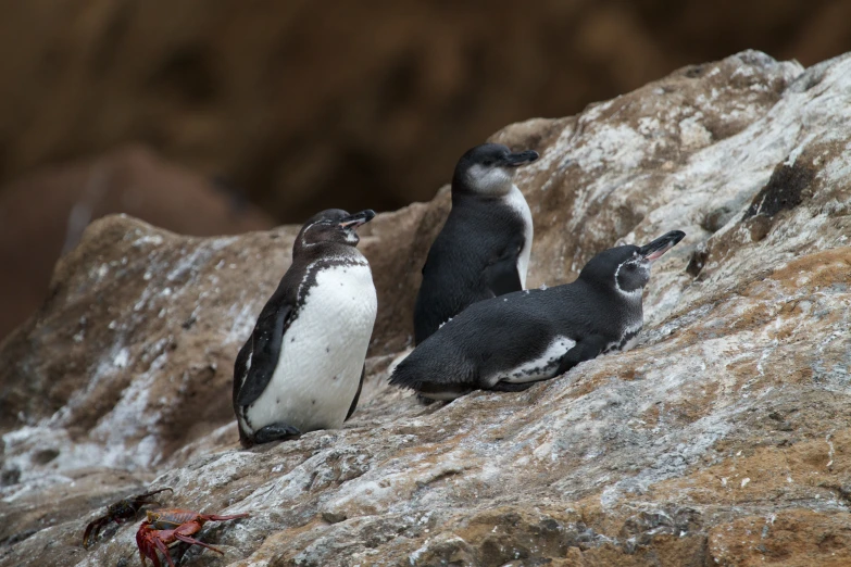 three penguins stand on the edge of a rocky outcrop