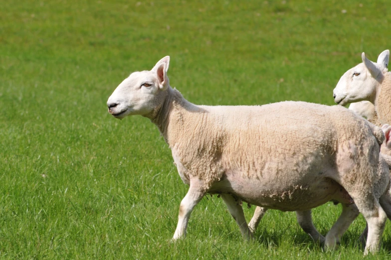 two sheep are standing in a grassy field