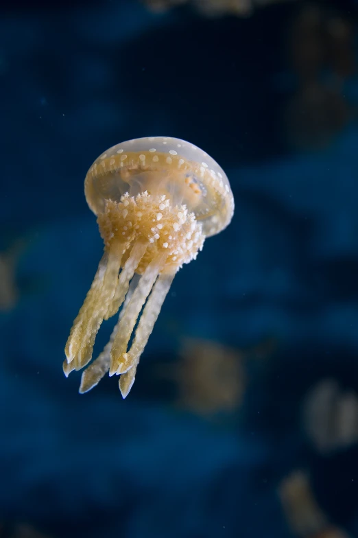 an artificial jellyfish swims through the water