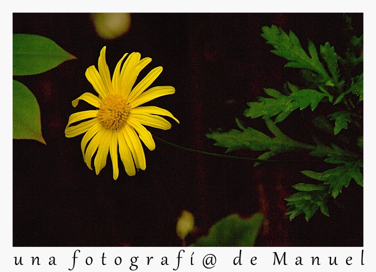 a flower that is in the dark and with green leaves