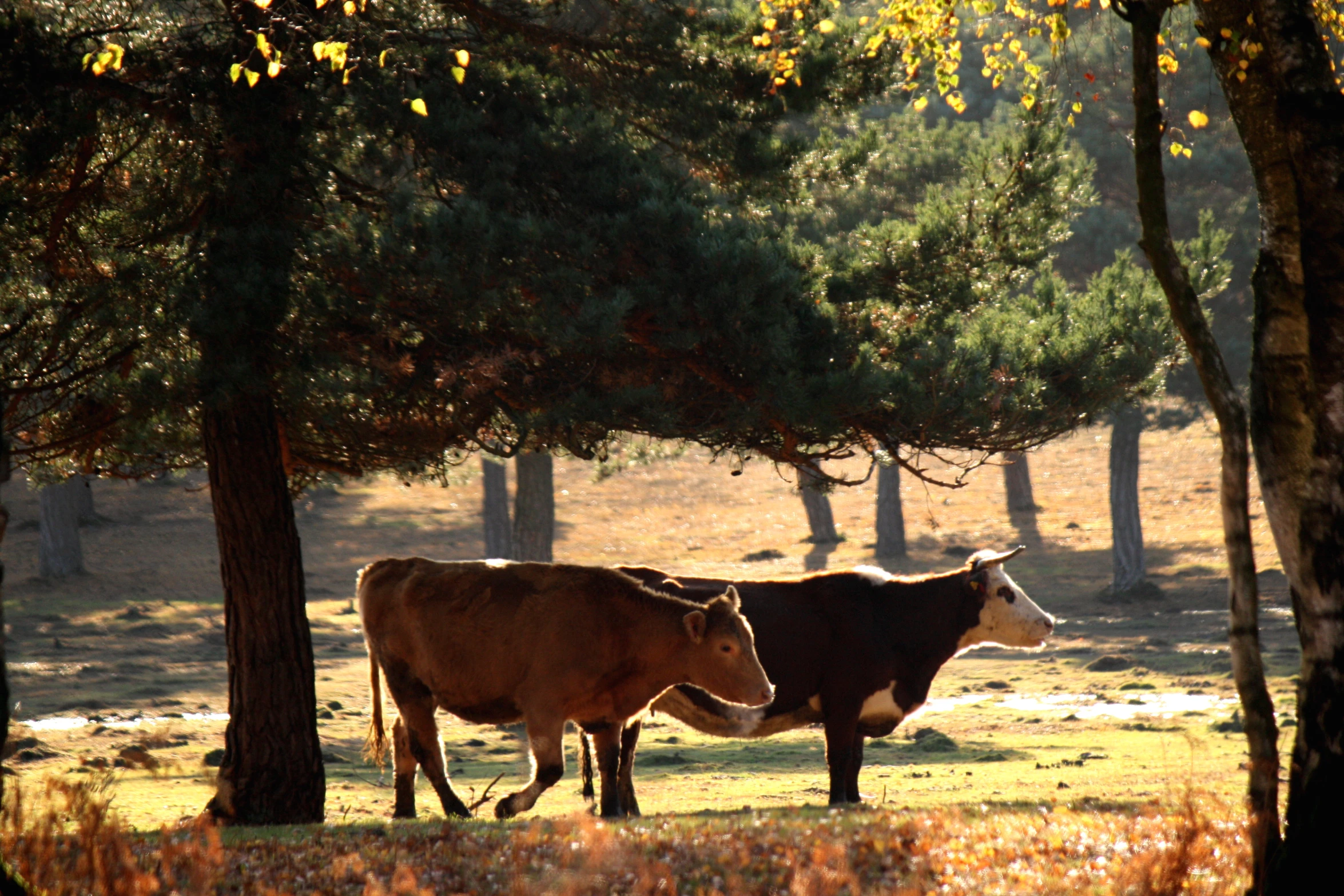 two brown and white cows standing under trees in a field