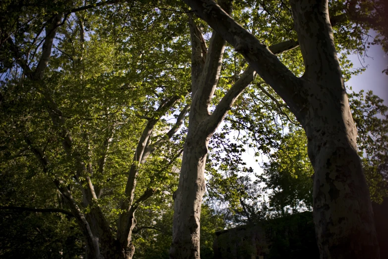 the large trees of this green park are tall