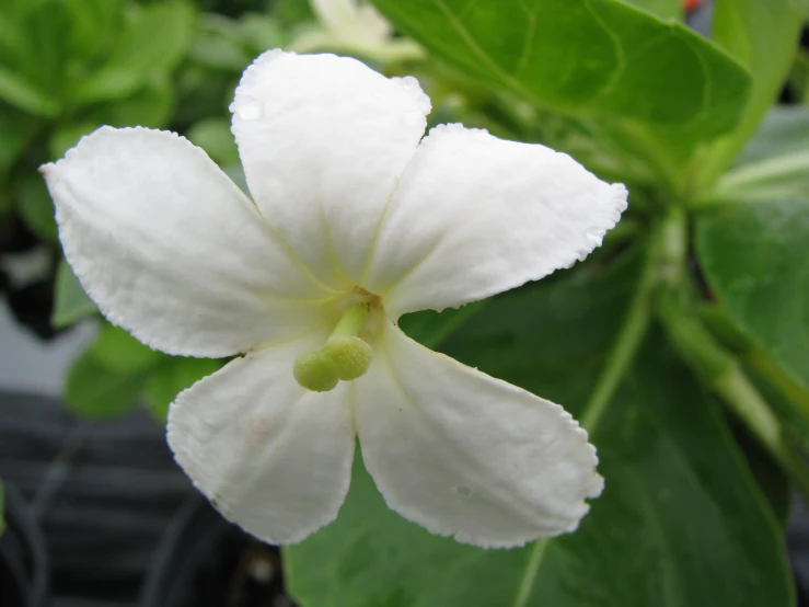 a white flower sitting in a green plant filled with water