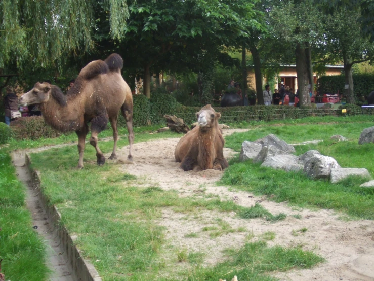 a camel is walking through an enclosure by the water