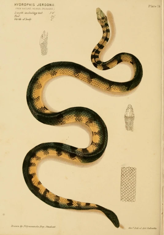 a drawing of a snake with different colored lines